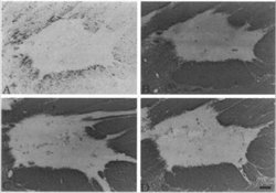 MBP Antibody (MBP14) - Azide and BSA Free, Novus Biologicals:Antibodies:Primary